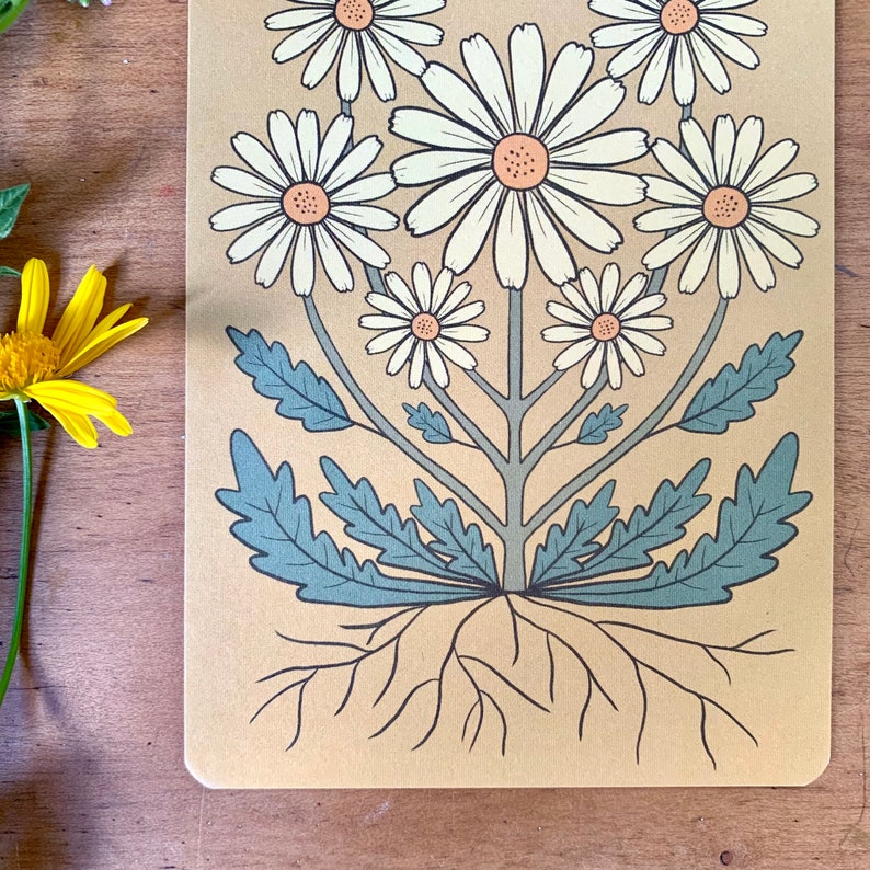 Wild daisy in honey bohemian botanical postcard