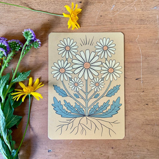 Wild daisy in honey bohemian botanical postcard