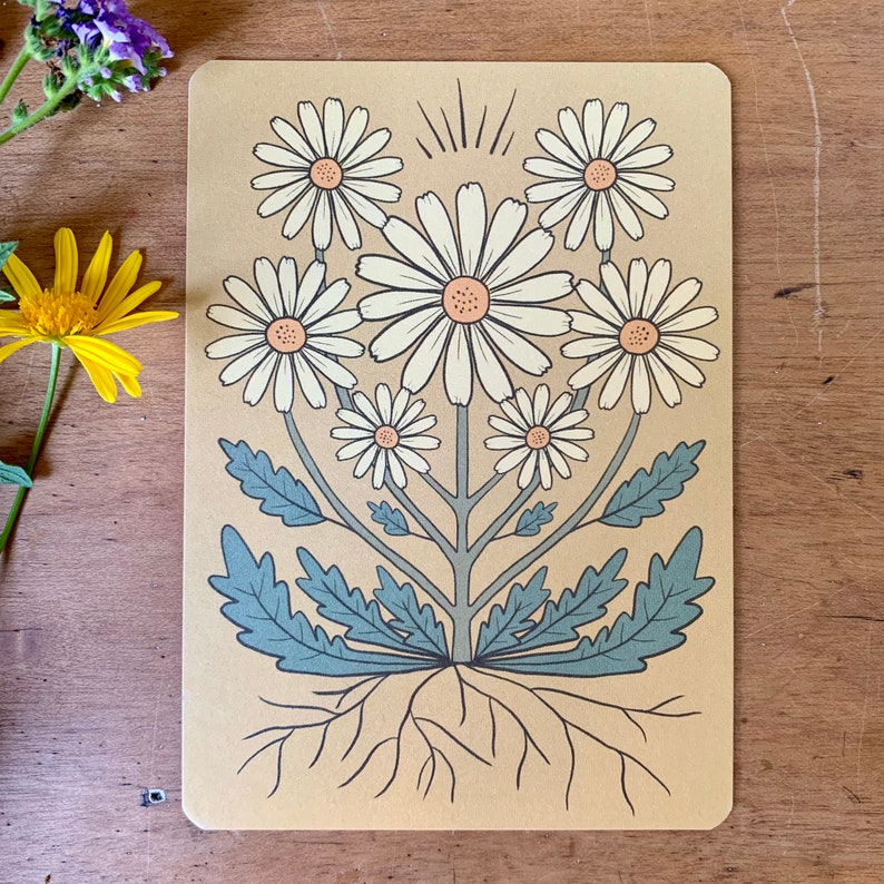 Wild daisy in honey bohemian botanical postcard